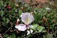 Capparis spinosa